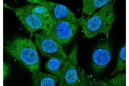 BDNF antibody