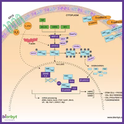 Hippo Pathway