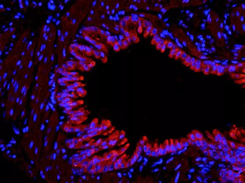 IF analysis of mouse lung tissue using Collagen II antibody (dilution of primary antibody at 1:300)