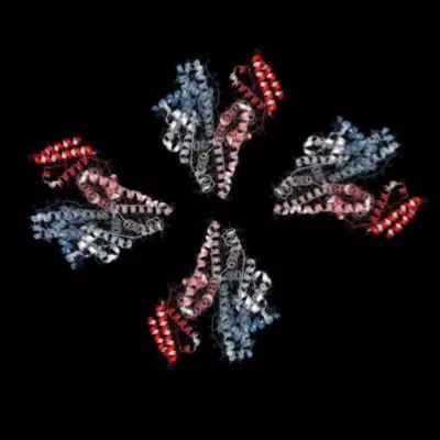 Human serum albumin