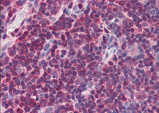 MIF Antibody