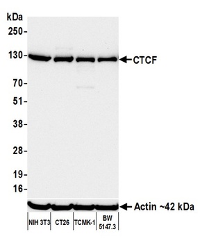 Rabbit CTCF Recombinant Monoclonal Antibody