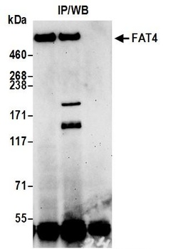 Rabbit FAT4 Antibody