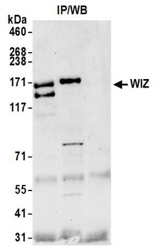 Rabbit WIZ Antibody