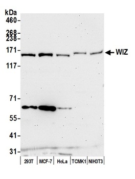 Rabbit WIZ Antibody