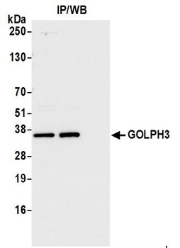 Rabbit GOLPH3 Antibody