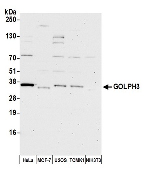 Rabbit GOLPH3 Antibody