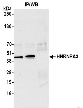 Rabbit HNRNPA3 Antibody