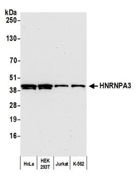 Rabbit HNRNPA3 Antibody