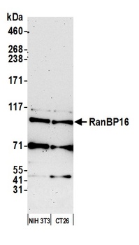 Rabbit RanBP16 Antibody