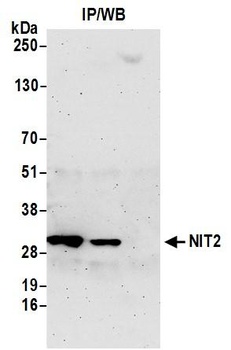 Rabbit NIT2 Antibody