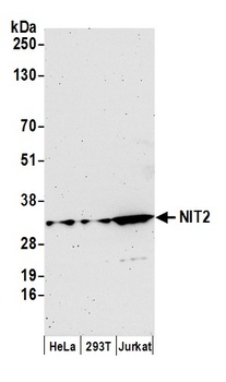 Rabbit NIT2 Antibody