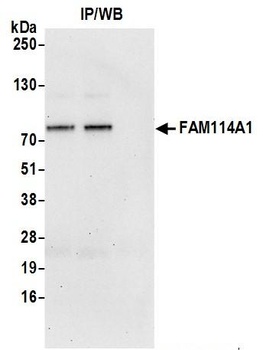 Rabbit FAM114A1 Antibody