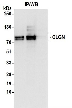 Rabbit CLGN Antibody