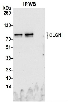 Rabbit CLGN Antibody