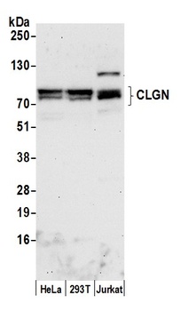 Rabbit CLGN Antibody