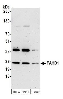 Rabbit FAHD1 Antibody