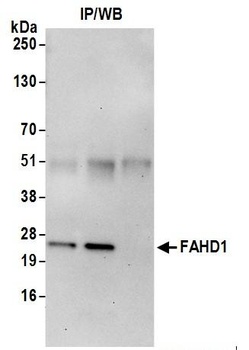 Rabbit FAHD1 Antibody
