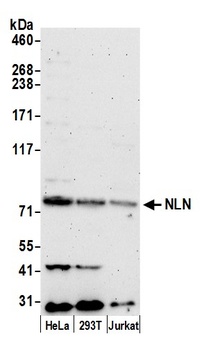 Rabbit NLN Antibody