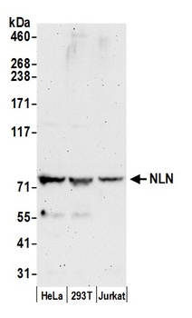 Rabbit NLN Antibody