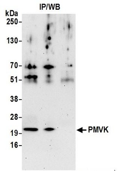 Rabbit PMVK Antibody