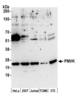 Rabbit PMVK Antibody