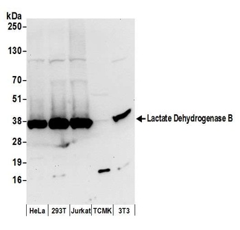 Rabbit Lactate Dehydrogenase B/LDHB Antibody