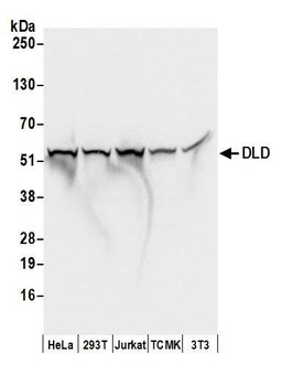 Rabbit DLD Antibody