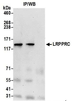 Rabbit LRPPRC Antibody
