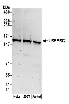 Rabbit LRPPRC Antibody