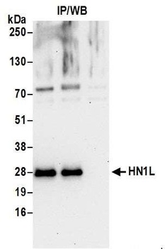 Rabbit HN1L Antibody