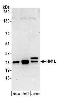 Rabbit HN1L Antibody