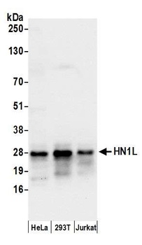 Rabbit HN1L Antibody