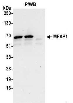 Rabbit MFAP1 Antibody
