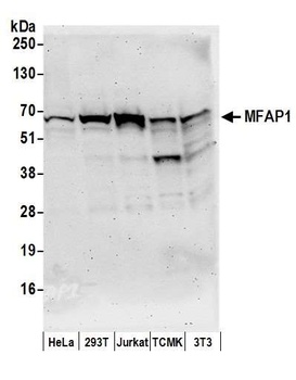 Rabbit MFAP1 Antibody