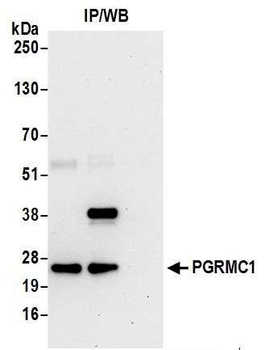 Rabbit PGRMC1 Antibody