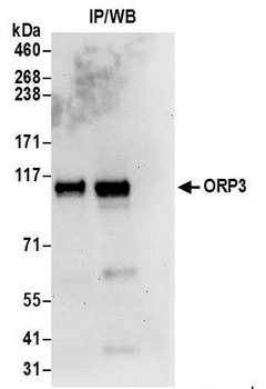 Rabbit ORP3 Antibody