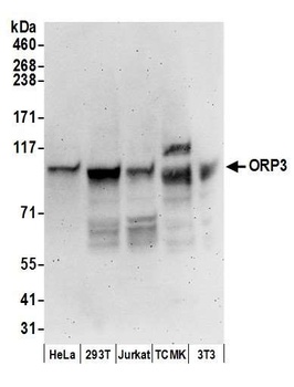 Rabbit ORP3 Antibody