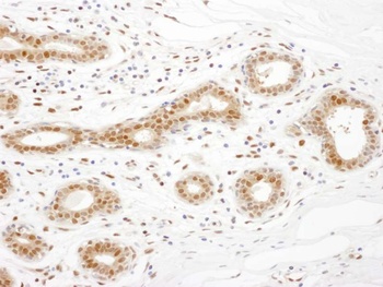 Rabbit TRAX Antibody