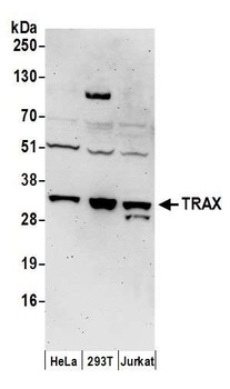 Rabbit TRAX Antibody