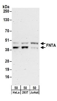 Rabbit FNTA Antibody