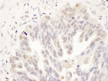 Rabbit DCK Antibody