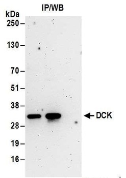 Rabbit DCK Antibody
