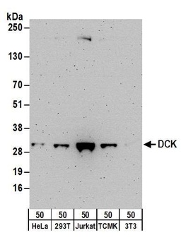 Rabbit DCK Antibody