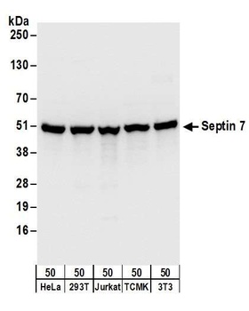 Rabbit Septin 7 Antibody
