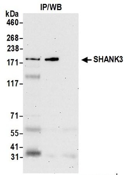 Rabbit SHANK3 Antibody