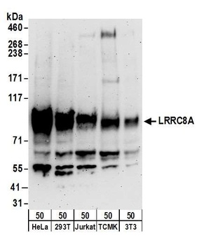 Rabbit LRRC8A Antibody