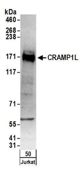 Rabbit CRAMP1L Antibody