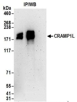 Rabbit CRAMP1L Antibody
