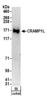 Rabbit CRAMP1L Antibody